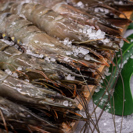 Live Frozen Raw Tiger Prawn