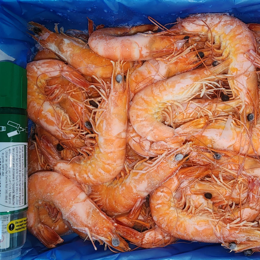 Live Frozen Cooked Vannamei Shrimps