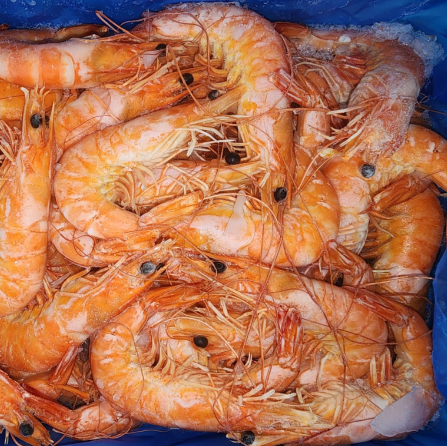 Live Frozen Cooked Vannamei Shrimps