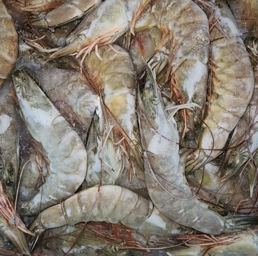 Live Frozen Vannamei Shrimps