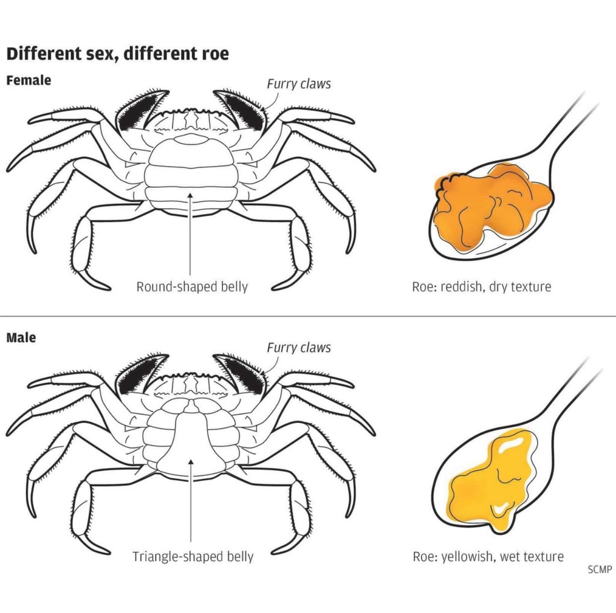 150g Female Hairy Crab x 10