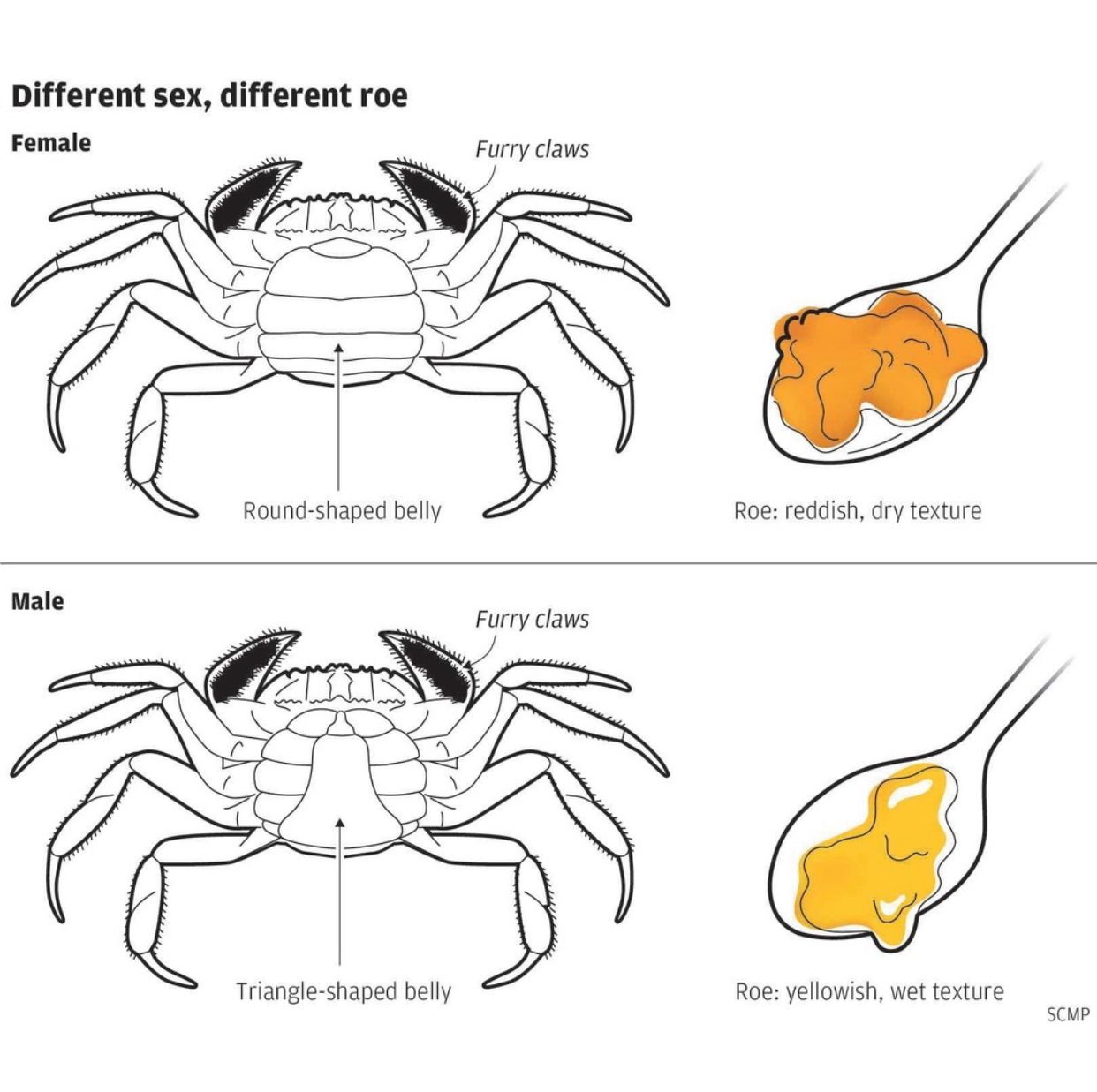 250g Male Hairy Crab